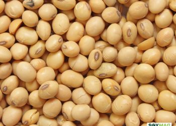 Soybean Prices Firm as Markets Track Export Signals and South American Weather