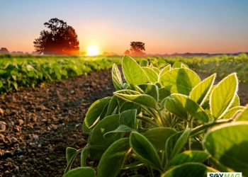 U.S. Soybean Hopes Fade as China’s Purchase Pledge Remains Uncertain