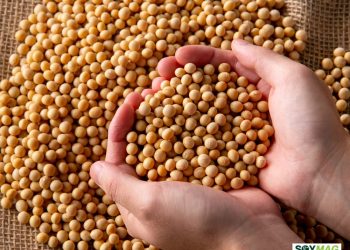 New Research Maps Yield Loss Patterns as Soybean Flood Tolerance Gains Urgency