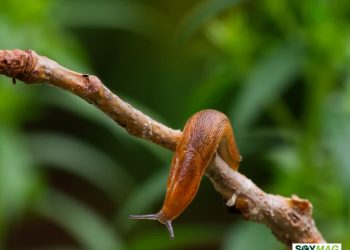 Researchers Explore Nematodes as Natural Solution for Soybean Slug Control