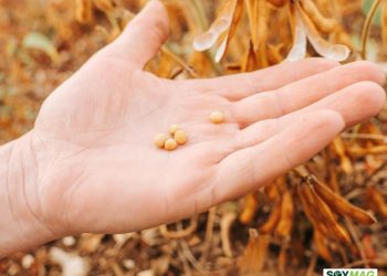 Smart Moisture Control Emerges as a Lifesaver for Farmers After Rapid Soybean Dry-Down