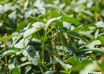Michigan Leads Nationwide Effort to Tackle Herbicide-Resistant Weeds in Soybeans