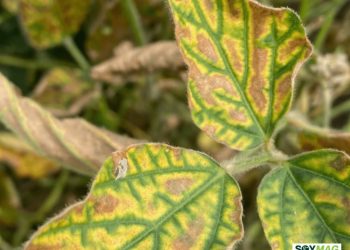 Kansas Researchers Develop Tools to Combat Soybean Sudden Death Syndrome