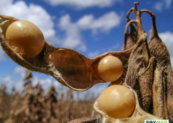 Hidden SCN Damage May Be Costing Growers More Than They Realize