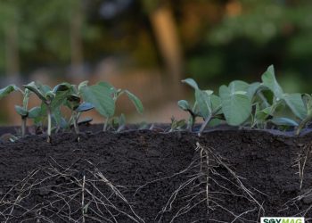 Grain Markets Extend Post-Holiday Rally