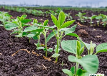 High Oleic Soybeans Gain Ground in Dairy Feed Formulas