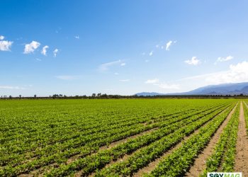 Soybeans Slip as Doubts Cloud Chinese Demand; Grains Mixed