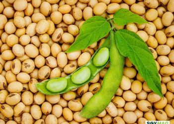 USDA Unveils $12B Bridge Payment Plan to Stabilize Farmers Through 2026