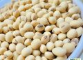 Shifting Global Trade Routes Drive Volatile Soybean Meal Prices in 2025
