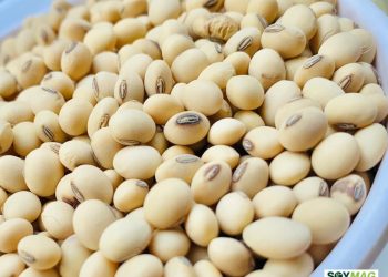 Shifting Global Trade Routes Drive Volatile Soybean Meal Prices in 2025