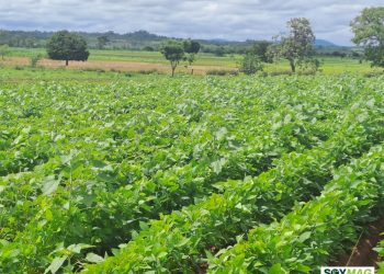 Soaring Input Costs Deepen Multi-Year Losses for U.S. Soybean Farmers