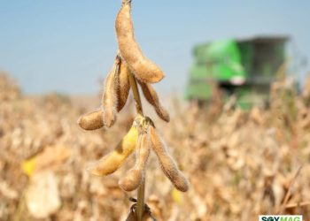 U.S. Soybean Shipments to China Gather Pace Through Mid-December