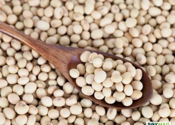 CBOT Soybeans Rebound on Fresh U.S. Export Sales