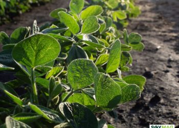 U.S. Midwest Soybean and Corn Cash Bids Show Little Change Amid Quiet Market Conditions