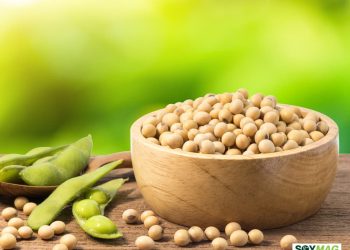 U.S. Treasury Secretary Scott Bessent Sells Soybean Farmland Amid Ethics Review