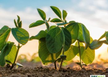 Grains Slide on Fund Selling as Markets Weigh Trade Uncertainty and Global Supply