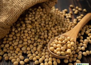 Brazil’s Record Soy Outlook Fuels Oversupply Concerns for Global Markets