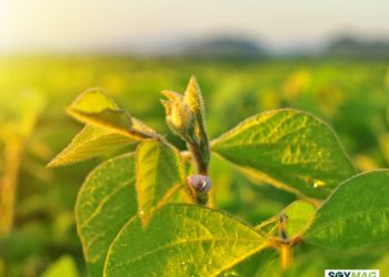 Soybeans Struggle for Direction as Supply Pressures Offset Dollar Support