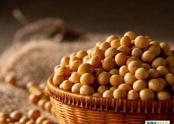 China’s U.S. Soybean Purchases Lag Behind Pledge