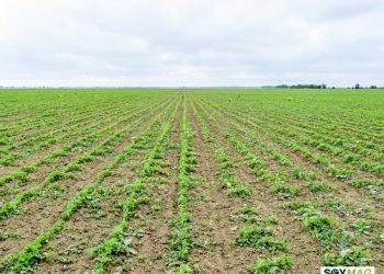 U.S. Grain Export Data Sends Mixed Signals to Markets