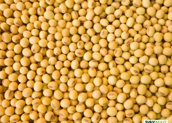 Soybean Buying by China Supports Market as Corn and Wheat Face Pressure