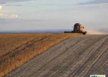 Brazil’s Soybean Exports Surge 64% in November as China Prepares to Buy More U.S. Beans