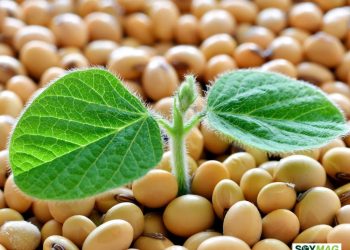 Multiple U.S. Soybean Shipments to China Scheduled for Loading Through Mid-December