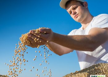 Brazil’s Record Soybean Harvest Risks Creating Global Glut and Pressuring Prices