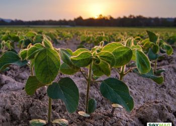 U.S. Soybean Growers Urge Trade Enforcement, Warn Against Renewed China Tensions